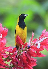 Black-cowled Oriole